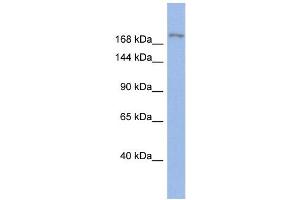 WB Suggested Anti-BAZ1A Antibody Titration:  0. (BAZ1A antibody  (Middle Region))