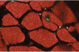 Immunofluorescent staining of rabbit muscle with anti-Stat5 antibody. (STAT5A antibody  (AA 451-649))