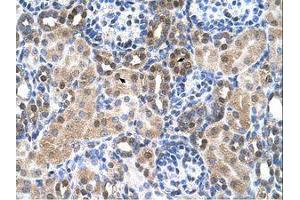 Image no. 1 for anti-Solute Carrier Family 46, Member 3 (SLC46A3) (N-Term) antibody (ABIN205029) (SLC46A3 antibody  (N-Term))