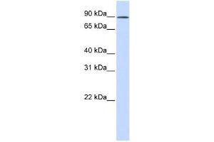 C2orf3 antibody used at 0.