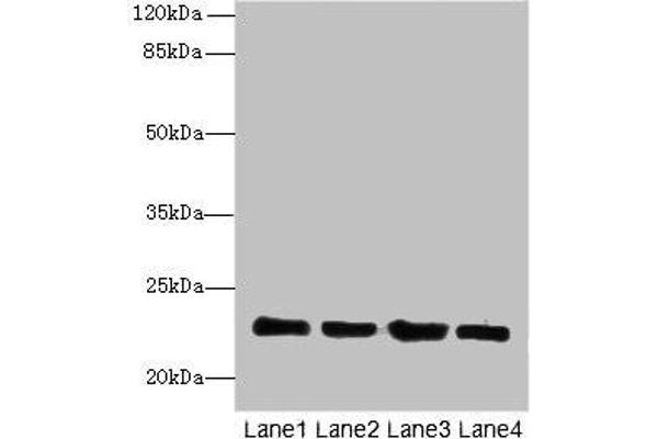 HPCAL4 antibody  (AA 2-191)