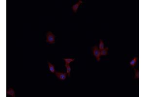 ABIN6276810 staining HepG2?