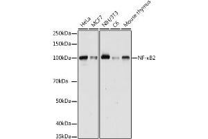 Western blot analysis of extracts of various cell lines, using NF-κB2 antibody (ABIN6134836, ABIN6144575, ABIN6144578 and ABIN7101777) at 1:1000 dilution. (NFKB2 antibody)