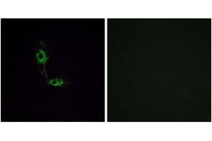 Immunofluorescence analysis of HeLa cells, using GluR1 (Ab-849) Antibody. (Glutamate Receptor 1 antibody  (AA 816-865))