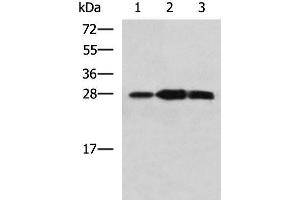 Western blot analysis of Mouse kidney tissue Raji and Jurkat cell lysates using PLEKHF2 Polyclonal Antibody at dilution of 1:1400 (PLEKHF2 antibody)