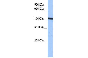 WB Suggested Anti-ACTR1B Antibody Titration: 0. (ACTR1B antibody  (C-Term))