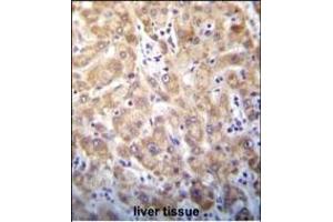 STX2 Antibody (Center) (ABIN656401 and ABIN2845695) immunohistochemistry analysis in formalin fixed and paraffin embedded human liver tissue followed by peroxidase conjugation of the secondary antibody and DAB staining. (STX2 antibody  (AA 123-152))