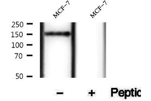 anti-Nuclear Receptor Coactivator 3 (NCOA3) (pThr24) antibody