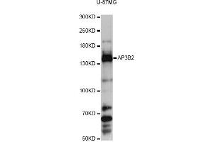 Western blot analysis of extracts of U-87MG cells, using AP3B2 antibody (ABIN6291770) at 1:3000 dilution. (AP3B2 antibody)