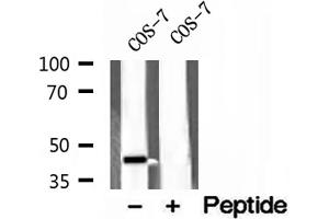 Western blot analysis of extracts of COS-7 cells, using ACADS antibody.