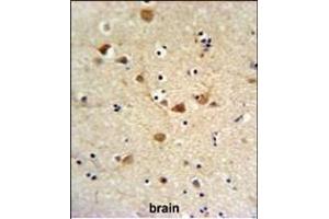 FCGR1A Antibody (Center) (ABIN651123 and ABIN2840085) IHC analysis in formalin fixed and paraffin embedded brain tissue followed by peroxidase conjugation of the secondary antibody and DAB staining. (FCGR1A antibody  (AA 217-245))