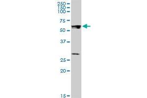 STAU1 MaxPab polyclonal antibody. (STAU1/Staufen antibody  (AA 1-577))