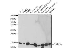 Western blot analysis of extracts of various cell lines, using PLG2A antibody (ABIN7269334) at 1:1000 dilution. (PLA2G2A antibody)