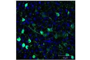 Immunofluorescence Microscopy of GFP GOAT Antibody. (GFP antibody  (AA 246) (Biotin))