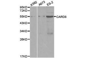 Western Blotting (WB) image for anti-Caspase Recruitment Domain Family, Member 8 (CARD8) antibody (ABIN1871444)