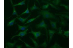 Anti-DYNC1LI1 mouse monoclonal antibody (ABIN2452964) immunofluorescent staining of COS7 cells transiently transfected by pCMV6-ENTRY DYNC1LI1 (RC222010). (DYNC1LI1 antibody)