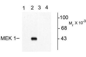 Image no. 1 for anti-Mitogen-Activated Protein Kinase Kinase 1 (MAP2K1) (pThr292) antibody (ABIN372665) (MEK1 antibody  (pThr292))