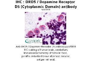 Image no. 1 for anti-Dopamine Receptor D5 (DRD5) (3rd Cytoplasmic Domain) antibody (ABIN1733787)