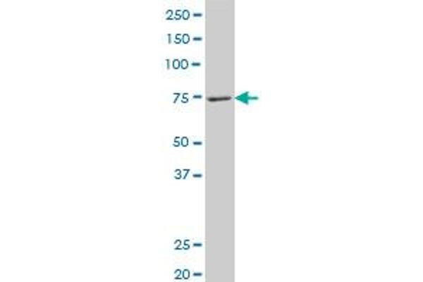 LONRF3 antibody  (AA 1-90)