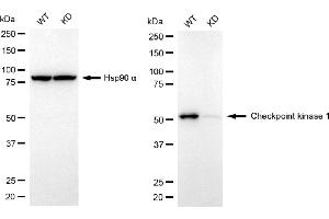 anti-Checkpoint Kinase 1 (CHEK1) antibody