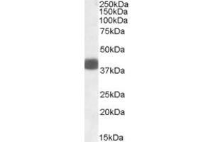 Image no. 1 for anti-F-Box Protein 32 (FBXO32) (AA 70-82) antibody (ABIN490499)