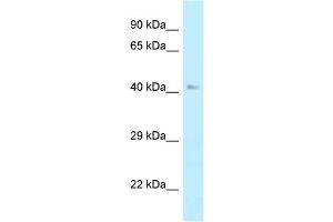 WB Suggested Anti-Ahcy Antibody Titration: 1.