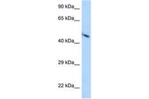 Image no. 1 for anti-Poliovirus Receptor (PVR) (AA 78-127) antibody (ABIN6748000) (Poliovirus Receptor antibody  (AA 78-127))