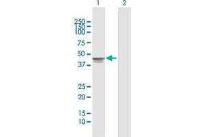 TMOD2 antibody  (AA 1-351)