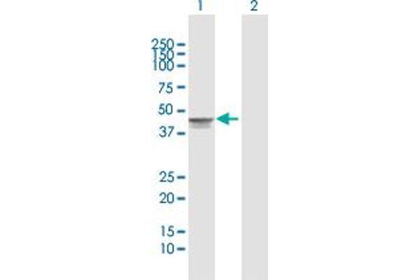 TMOD2 antibody  (AA 1-351)