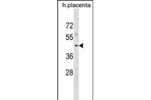 WIPI1 Antibody (N-term) (ABIN1882152 and ABIN2838988) western blot analysis in human placenta tissue lysates (35 μg/lane). (WIPI1 antibody  (N-Term))