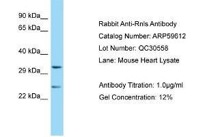 Western Blotting (WB) image for anti-Renalase, FAD-Dependent Amine Oxidase (RNLS) (Middle Region) antibody (ABIN2788137) (RNLS antibody  (Middle Region))