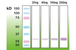 Image no. 1 for anti-Protease, serine, 1 (Trypsin 1) (PRSS1) (N-Term) antibody (ABIN342493) (PRSS1 antibody  (N-Term))