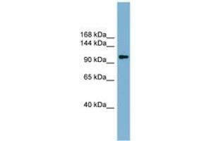 Image no. 1 for anti-ATP Citrate Lyase (ACLY) (AA 451-500) antibody (ABIN6743123) (ACLY antibody  (AA 451-500))
