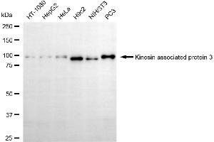 Western blotting analysis using kinesin associated protein 3 antibody (ABIN7799199).
