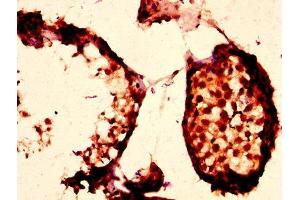 IHC image of ABIN7163362 diluted at 1:200 and staining in paraffin-embedded human testis tissue performed on a Leica BondTM system. (PLTP antibody  (AA 18-493))