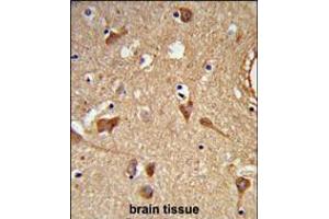 Formalin-fixed and paraffin-embedded human brain tissue reacted with ALDH2 Antibody, which was peroxidase-conjugated to the secondary antibody, followed by DAB staining. (ALDH2 antibody)