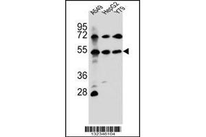 Western blot analysis in A549,HepG2,Y79 cell line lysates (35ug/lane).