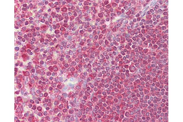 EGR3 antibody  (AA 35-84)