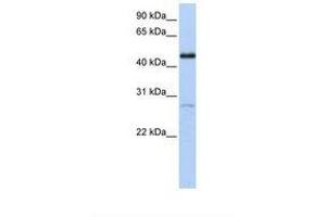 Image no. 1 for anti-Nuclear Receptor Subfamily 2, Group F, Member 1 (NR2F1) (AA 326-375) antibody (ABIN6738412)