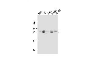 Western Blotting (WB) image for anti-Eukaryotic Translation Initiation Factor 4E Family Member 2 (EIF4E2) antibody (ABIN650677)