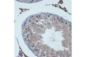 Immunohistochemistry of paraffin-embedded rat testis using RanBP9 Rabbit mAb (ABIN7267862) at dilution of 1:100 (40x lens). (Importin 9 antibody)