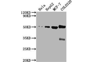 Western Blot Positive WB detected in: Hela whole cell lysate, HepG2 whole cell lysate, MCF-7 whole cell lysate, COLO320 whole cell lysate All lanes: CALR antibody at 1:2000 Secondary Goat polyclonal to rabbit IgG at 1/50000 dilution Predicted band size: 49 kDa Observed band size: 49 kDa (Calreticulin antibody  (AA 185-196))