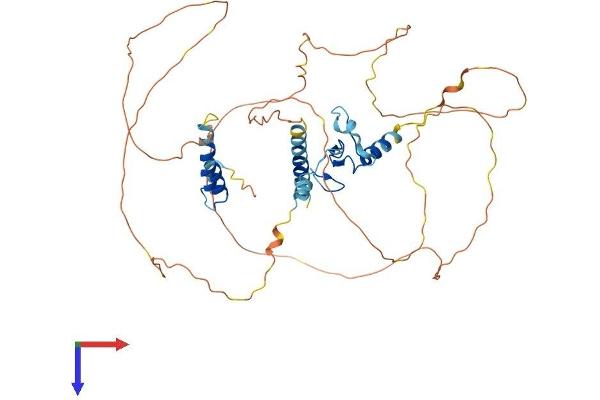 INTS12 Protein (AA 1-462) (His tag)