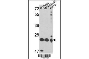Western blot analysis of PRDX3 Antibody in NCI-H460,MDA-MB231,HepG2 cell line lysates (35ug/lane)(2ug/ml) (Peroxiredoxin 3 antibody  (N-Term))