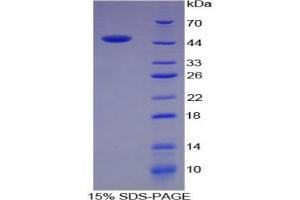 SDS-PAGE analysis of Rat Chromogranin B Protein. (CHGB Protein)