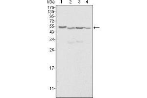 Western blot analysis using Calreticulin mouse mAb against Hela (1), A549 (2), NTERA2 (3) and MCF-7 (4) cell lysate.