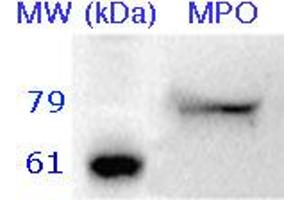 10 µg of neutrophil lysate was separated by 12% SDS-PAGE. (Myeloperoxidase antibody)