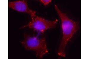 Immunofluorescence (IF) image for anti-Actin, beta (ACTB) antibody (ABIN2666097) (beta Actin antibody)