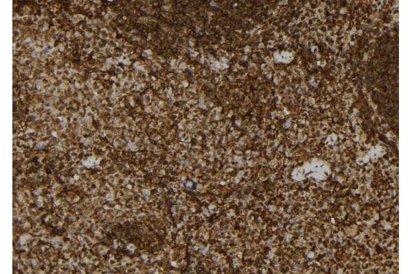 USP31 antibody  (N-Term)