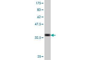 Western Blot detection against Immunogen (34. (TMOD3 antibody  (AA 280-352))